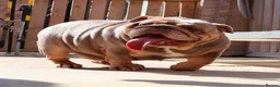 English Bulldog dogs for sale: Beautiful Pixie - Advert 2