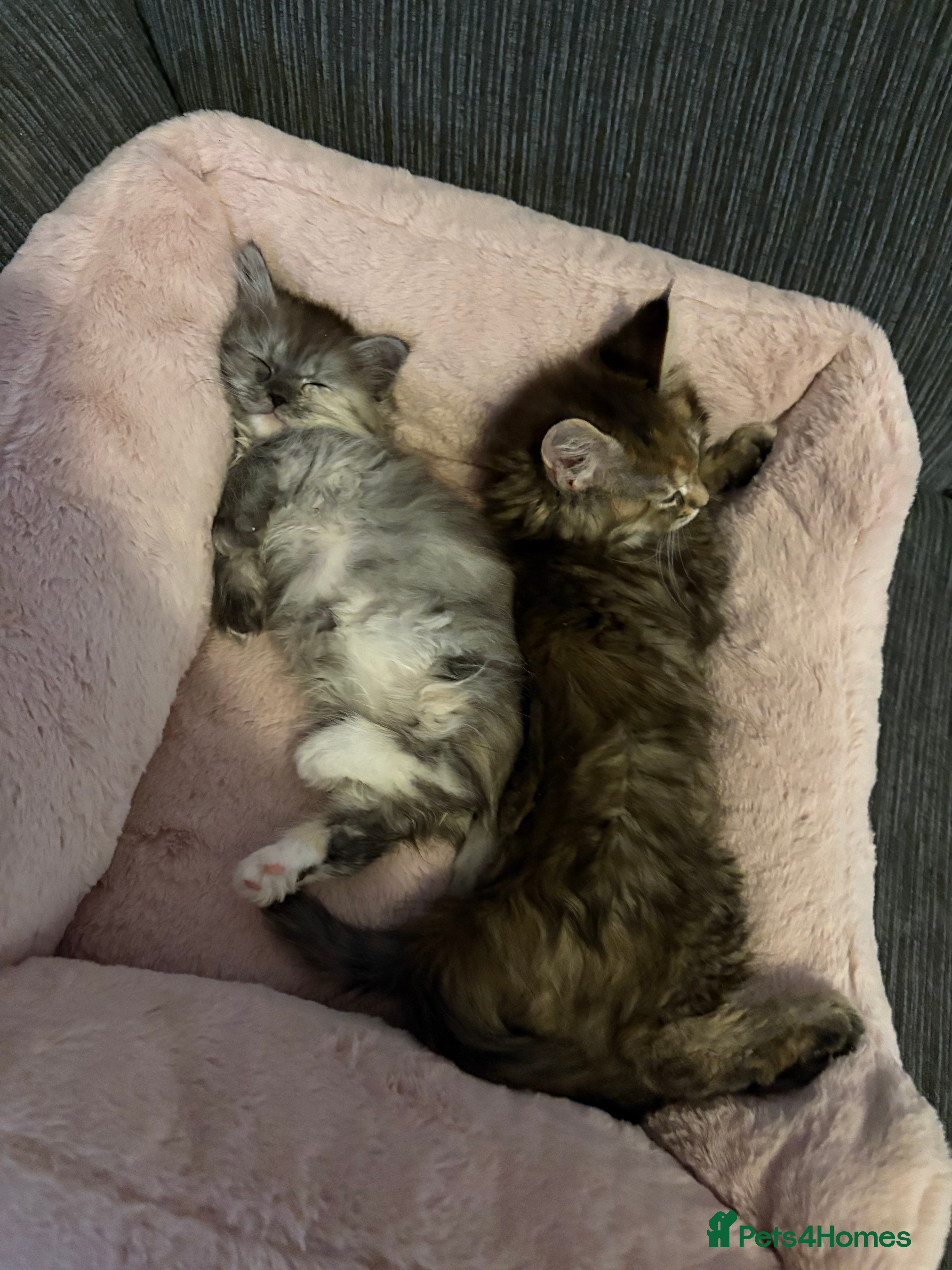 Munchkin cats Munchkin kittens  - Advert 8