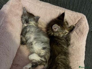 Munchkin cats Last tortie munchkin girl - Advert 6