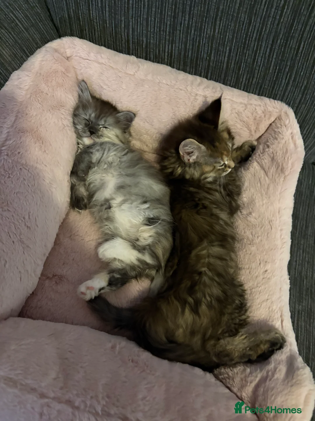 Munchkin cats for sale: Persian Munchkin kittens  - Advert 11