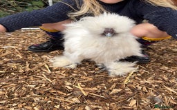 Chickens poultry for sale: Silkie cockerel for sale  - Image 4