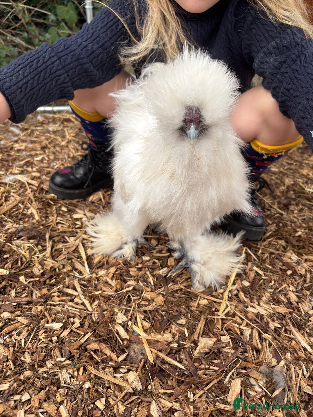 Chickens poultry for sale: Silkie cockerel for sale  - Image 4