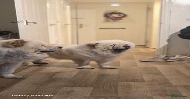 Chow Chow dogs - Advert 6