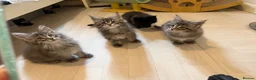 Maine Coon cats for sale: 👑Royal MaineCoon Girls TICA Champion Bloodline!👑 - Advert 4