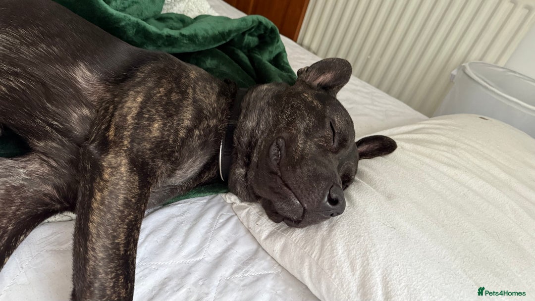 Mixed Breed dogs for sale: Bear - Staffy X German Shepherd - Image 30