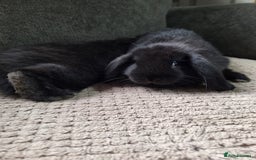 Mini Lion Lop rabbits for sale: mini lop does  babies for sale  - Image 5