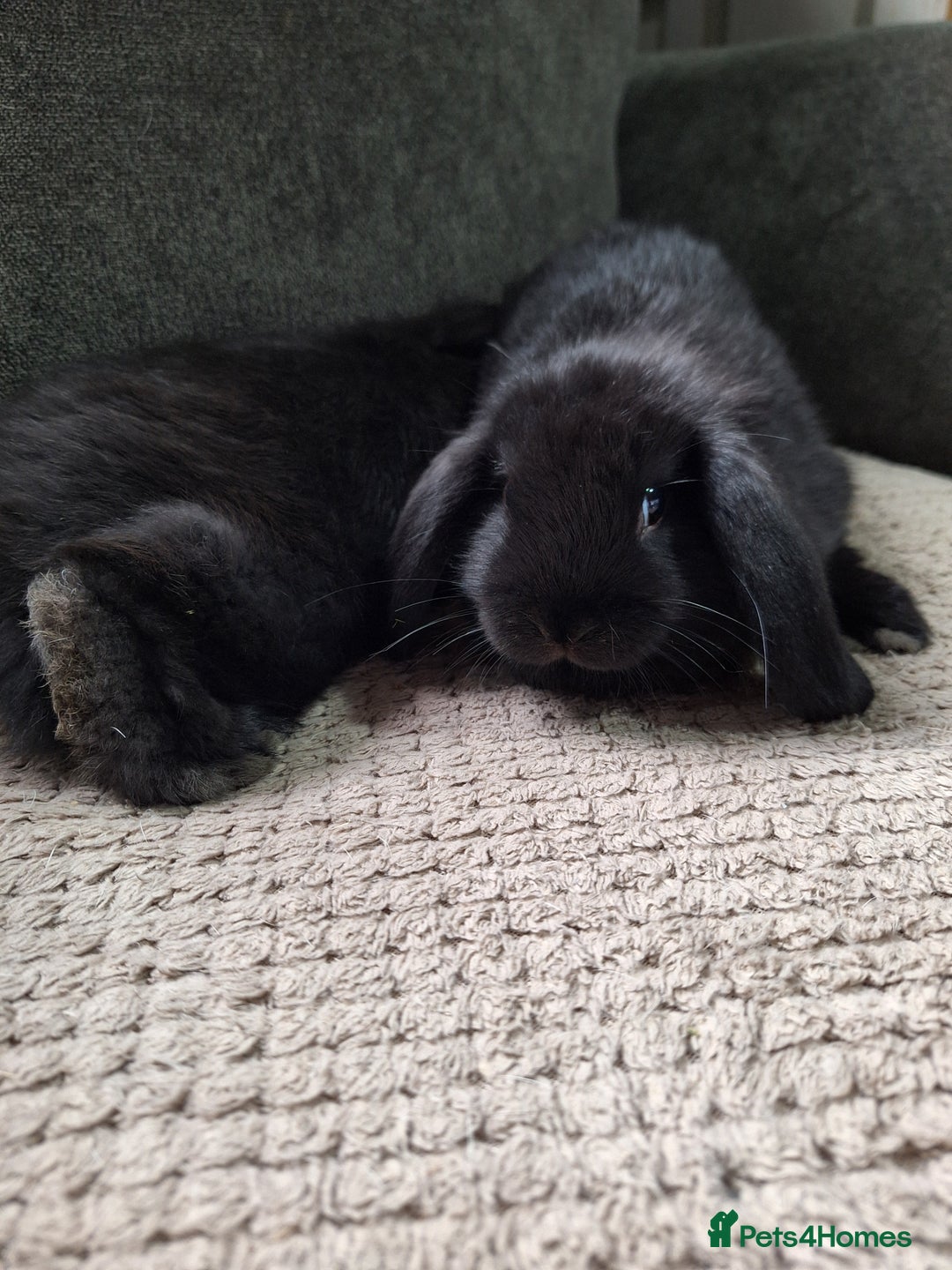 Mini Lion Lop rabbits for sale: mini lop does  babies for sale  - Image 5