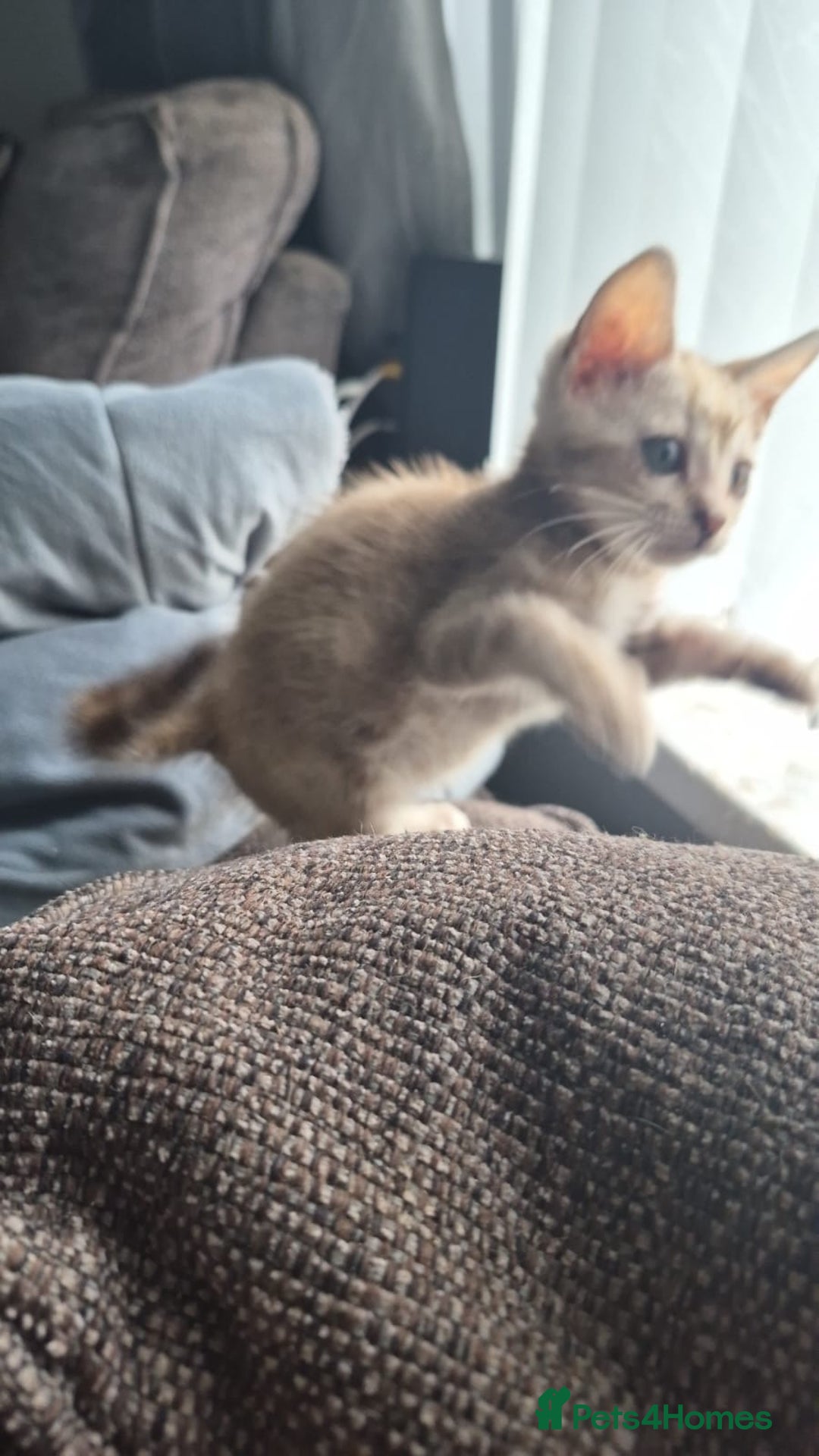 Bengal cats for sale: Beautiful bengal kittens  - Advert 16