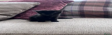 British Shorthair Kitten 2