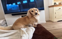 Miniature Dachshund dogs for sale: Long-haired Miniature Dachshund Puppies for Sale - Image 7
