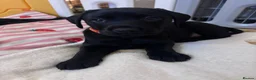 Goldador dogs for sale: Goldador with a dash of dalmation  - Advert 12