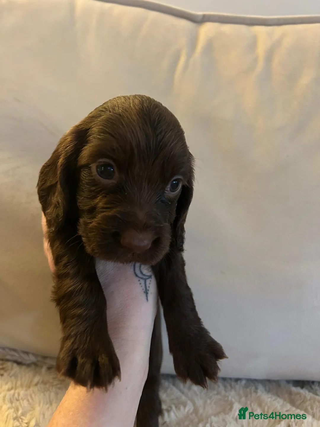 Cocker Spaniel dogs for sale: Working cocker spaniel puppies  - Advert 20