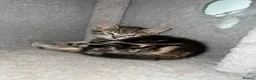 Domestic Shorthair cats for sale: 9 Gorgeous Kittens – Tabby, Ginger & Tortoiseshell - Advert 14