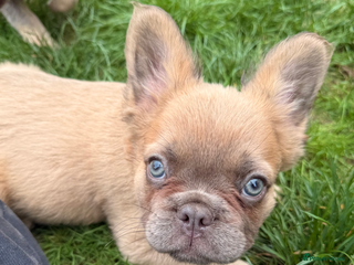 French Bulldog dogs - Advert 3