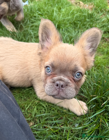 French Bulldog dogs - Advert 3