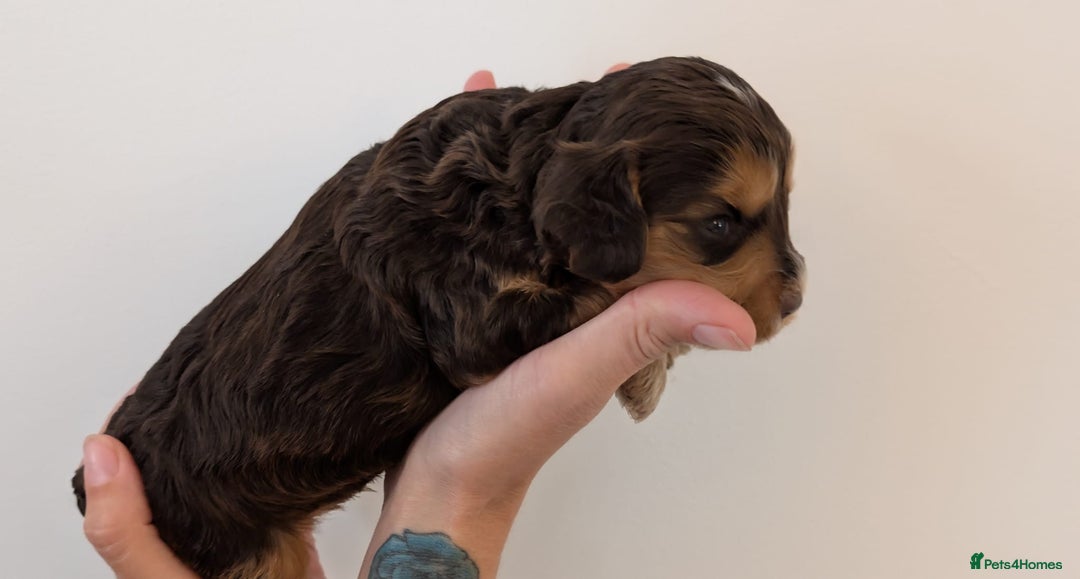 Cockapoo dogs for sale: Beautiful Cockapoo puppies 🐶 😍  - Image 8