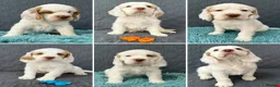 Clumber Spaniel dogs for sale: Kc Registered Clumber Spaniels - Advert 1