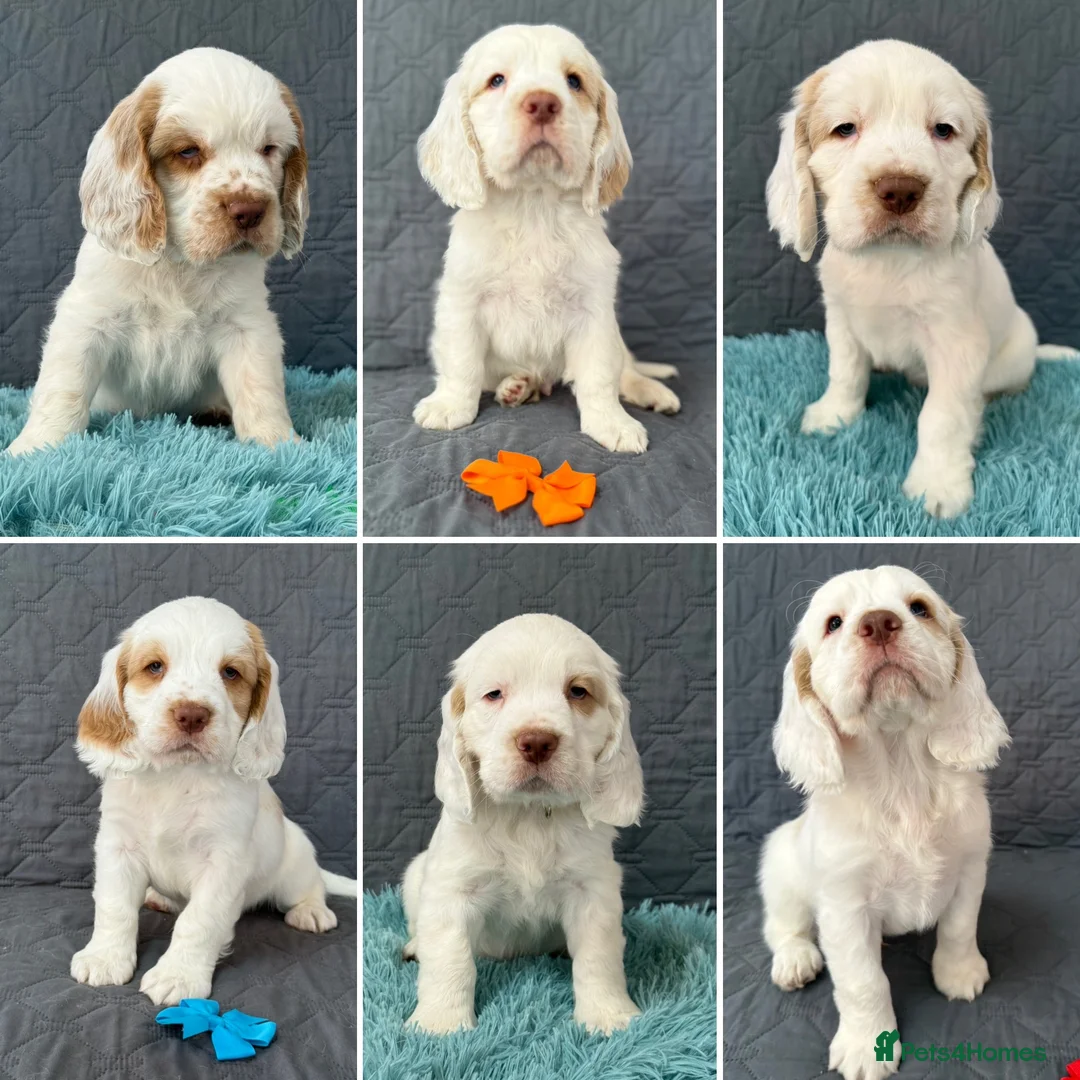 Clumber Spaniel dogs for sale: Kc Registered Clumber Spaniels - Advert 1