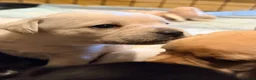 Mixed Breed dogs for sale: Frenchie x Yorkipoo Puppies –Homes Wanted 🐾 in Leeds - Advert 10