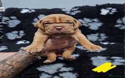 Dogue De Bordeaux dogs for sale: Dogue De Bordeaux Puppies-Champion Bloodlines - Image 19