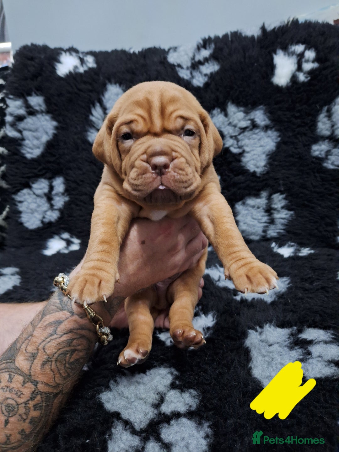 Dogue De Bordeaux dogs for sale: Dogue De Bordeaux Puppies-Champion Bloodlines - Image 19