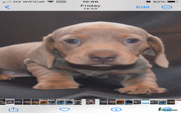 Dachshund dogs for sale: KC registration dachshund  - Image 12