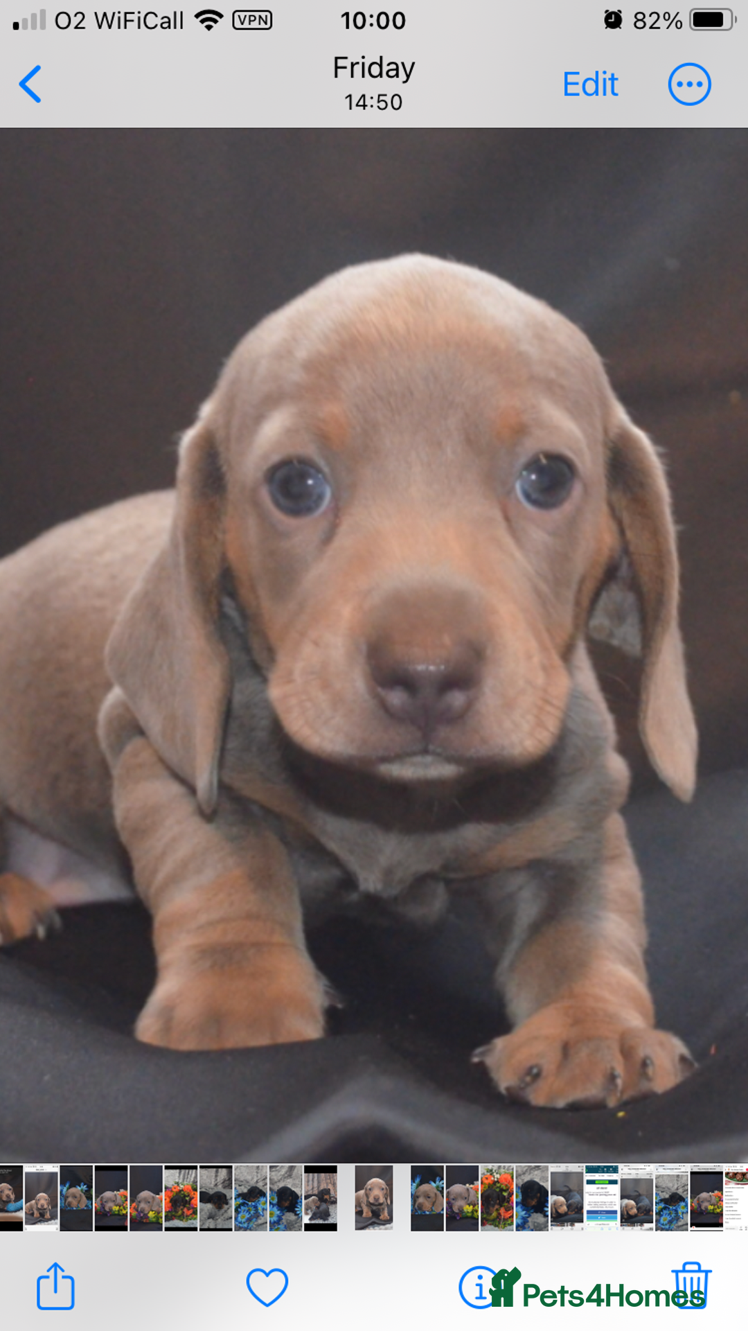 Dachshund dogs for sale: KC registration dachshund  - Image 12
