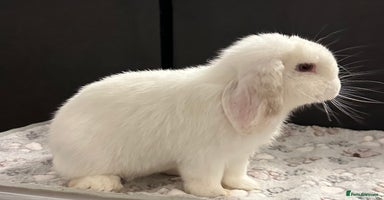 Mini Lop rabbits - Advert 7