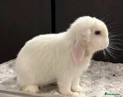 Mini Lop rabbits - Advert 1