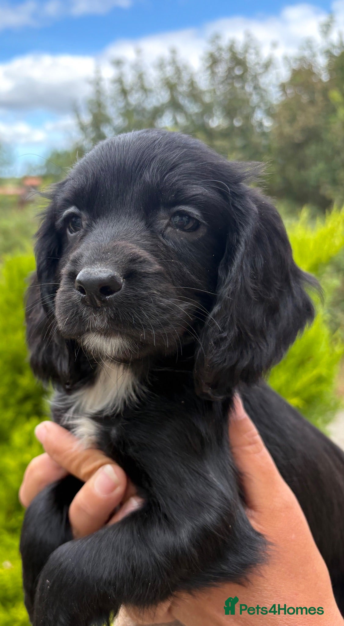 Sprocker dogs Beautiful Sprocker Puppies - Advert 3