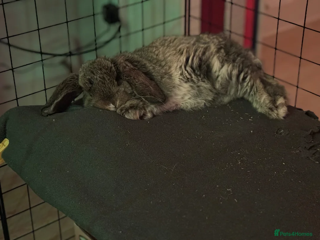 Dwarf Lop rabbits for sale: Jupiter is looking for a new home  - Advert 8