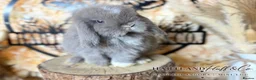 Mini Lop rabbits for sale: MINI LOPS | PEDIGREE  - Advert 21