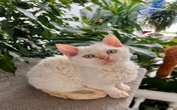 Selkirk Rex cats for sale: Gorgeous Selkirk Rex kittens - Image 7