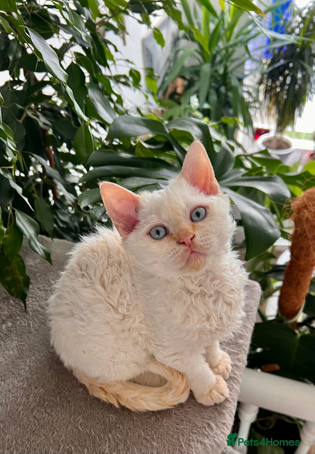 Selkirk Rex cats for sale: Gorgeous Selkirk Rex kittens - Image 7