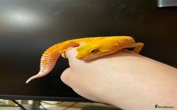 Leopard Gecko reptiles for sale: 2024 super sonic rainwater male leopard gecko - Image 4