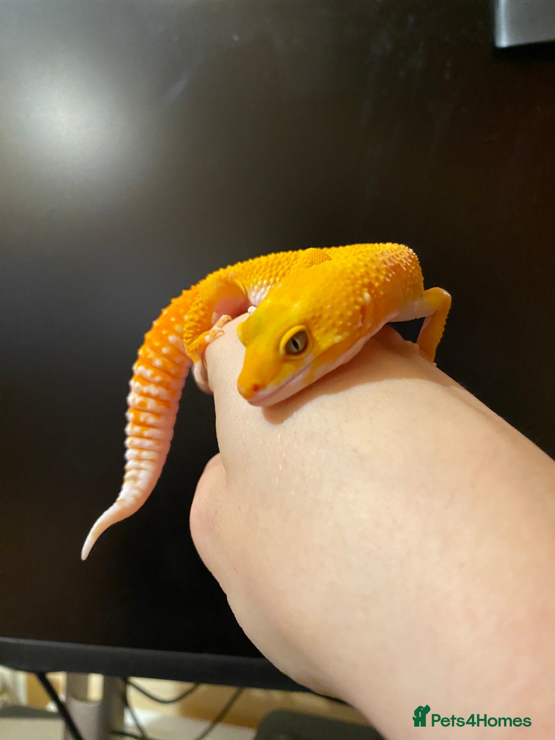 Leopard Gecko reptiles for sale: 2024 super sonic rainwater male leopard gecko - Image 4