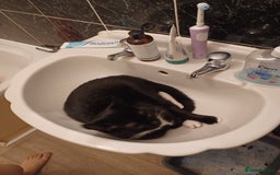 Maine Coon cats for sale: Little Half Main Coons - Image 1