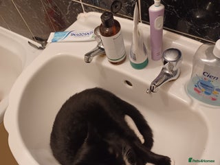 Maine Coon cats - Advert 1