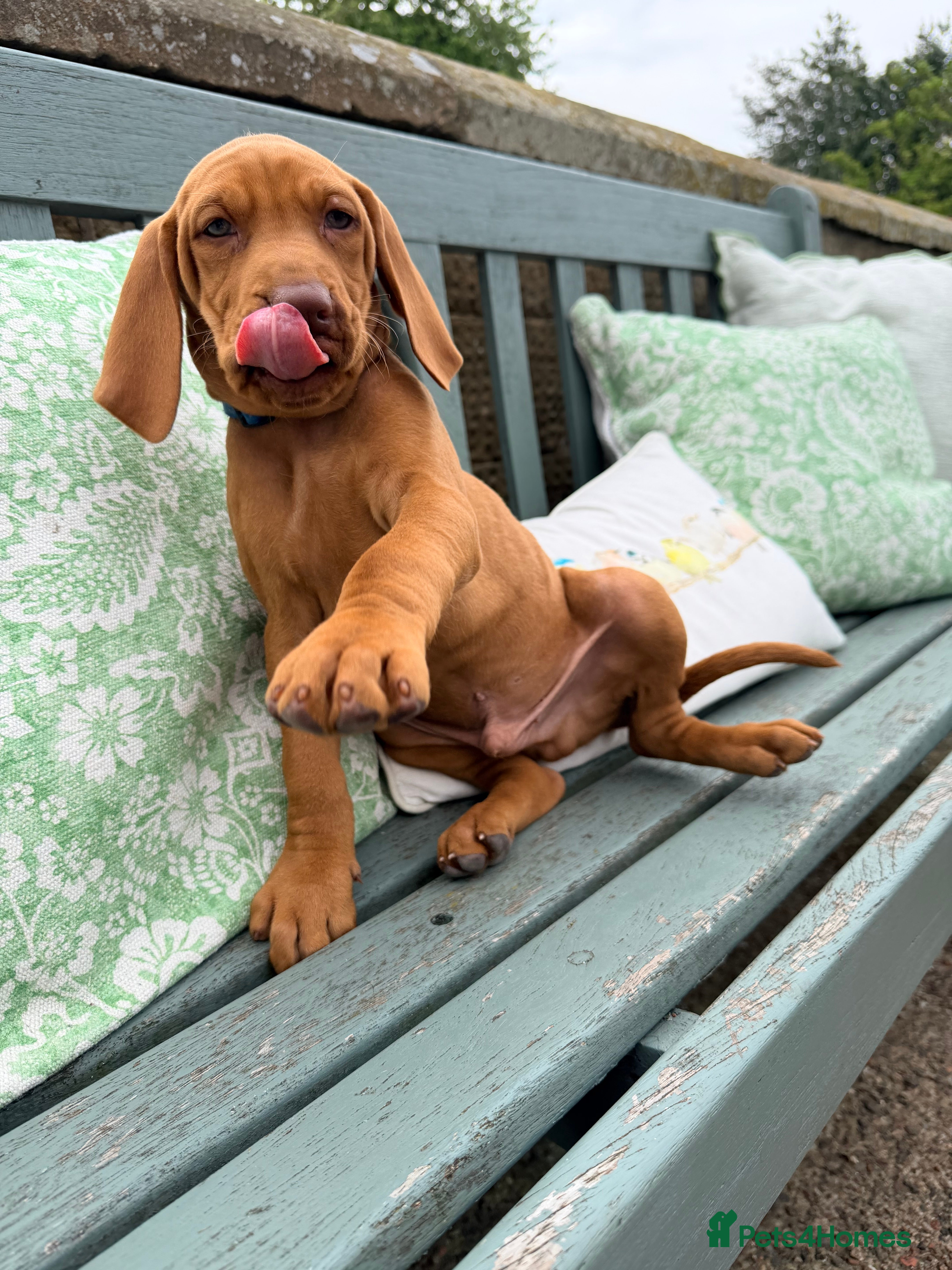 Hungarian Vizsla dogs !!REDUCED!! Beautiful KC Registered Vizsla Pups - Advert 2