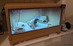 Leopard Gecko reptiles for sale: Beautiful Tangerine Leopard Gecko - Image 3