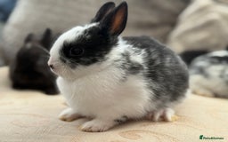 Netherland Dwarf rabbits for sale: 4 Adorable Netherland Dwarf Bunnies  - Advert 18