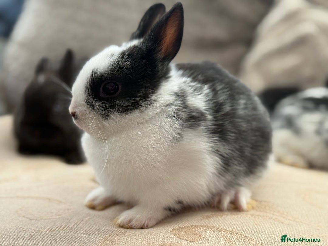Netherland Dwarf rabbits for sale: 4 Adorable Netherland Dwarf Bunnies  - Advert 18