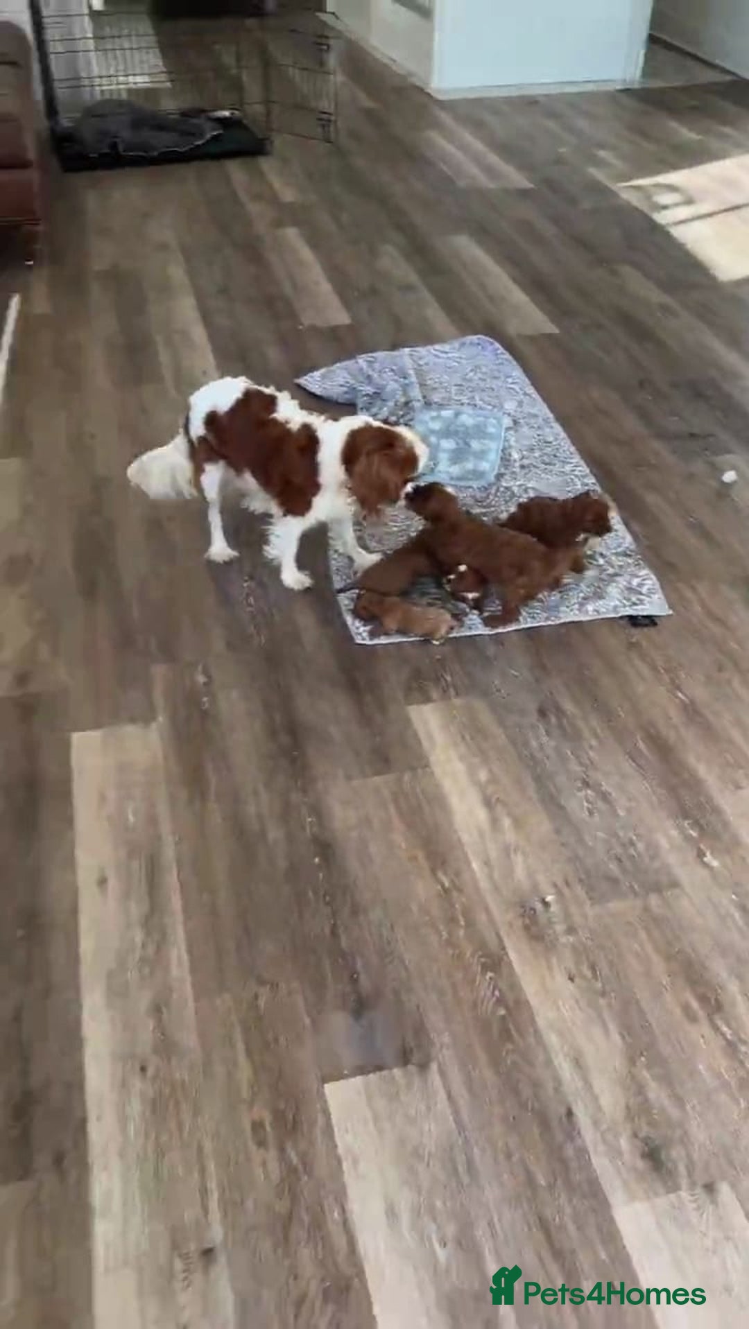 Cavapoo dogs for sale: Beautiful f1 red cavapoo puppies - Image 6