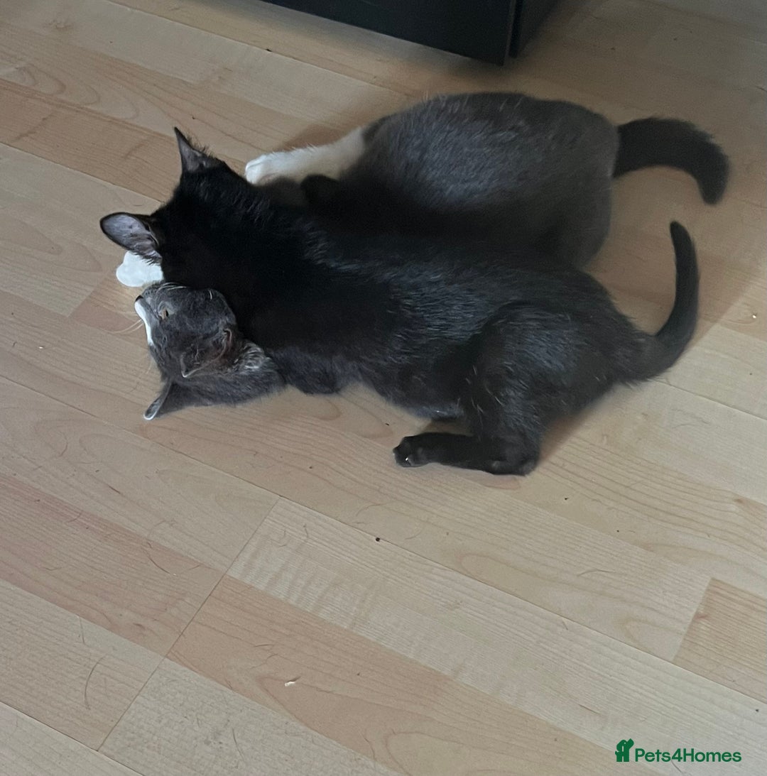 Mixed Breed cats for sale: Munchkin x British shorthair kittens - Advert 27