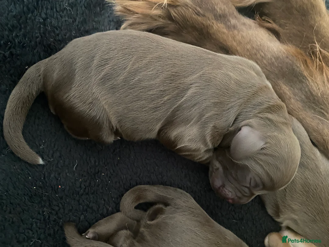 Cocker Spaniel dogs for sale: Working Cocker Spaniel Puppies for sale - Advert 10