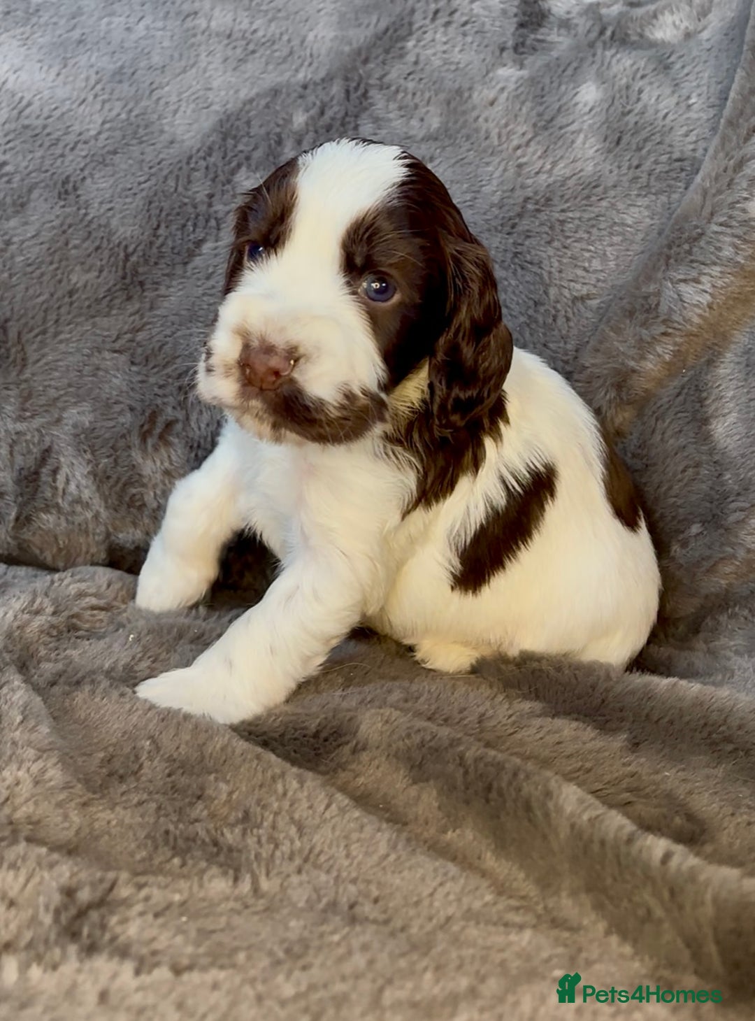 Cocker Spaniel dogs for sale: KC Reg Show Type Cocker Spaniel Pups. Family Home  - Image 13