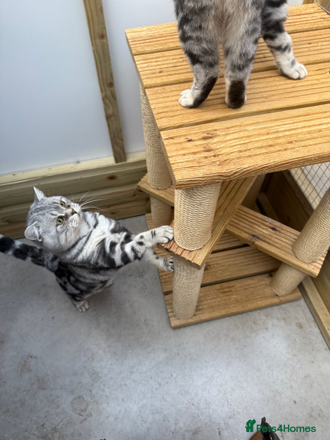 British Shorthair cats for sale: British shorthair  - Image 8