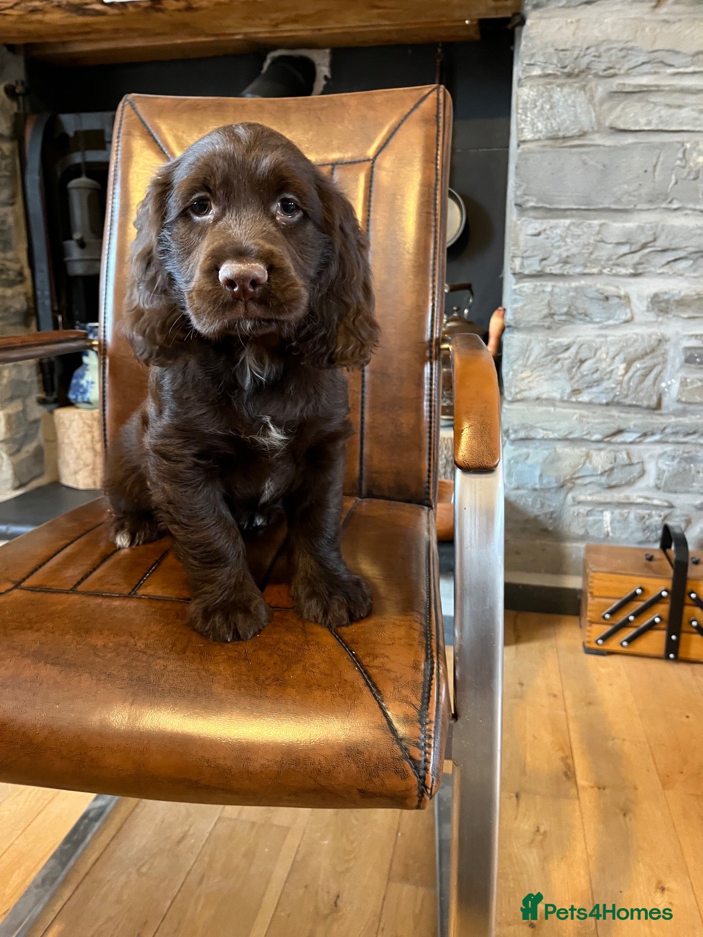 Cocker Spaniel dogs Health tested chocolate puppies - Advert 1