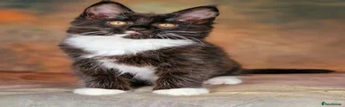 Maine Coon 2