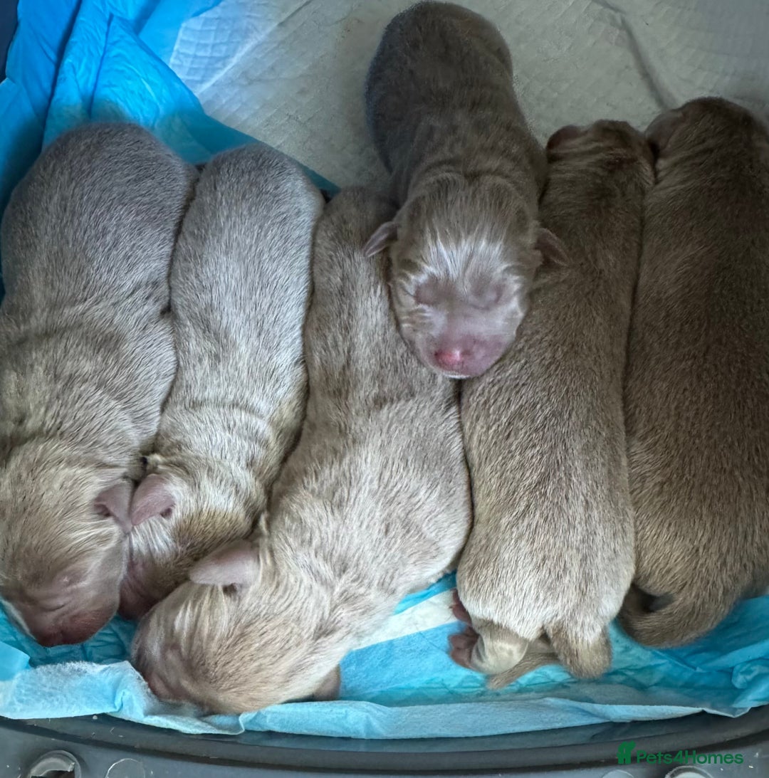 Labrador Retriever dogs for sale: Outstanding KC Registered Silver Labrador Puppies - Image 14